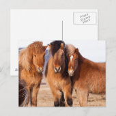 IJslandse paarden tijdens de winter Briefkaart (Voorkant / Achterkant)