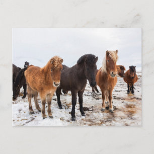 IJslandse paarden tijdens de winter in IJsland Briefkaart