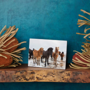 IJslandse paarden tijdens de winter in IJsland Fotoplaat