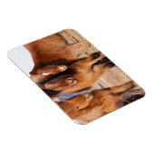 IJslandse paarden tijdens de winter Magneet (Rechterzijde)