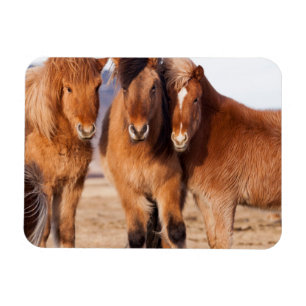 IJslandse paarden tijdens de winter Magneet