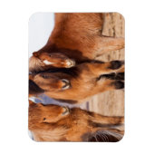 IJslandse paarden tijdens de winter Magneet (Verticaal)