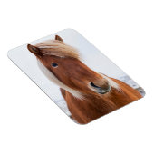 IJslandse paarden tijdens de winter Magneet (Rechterzijde)