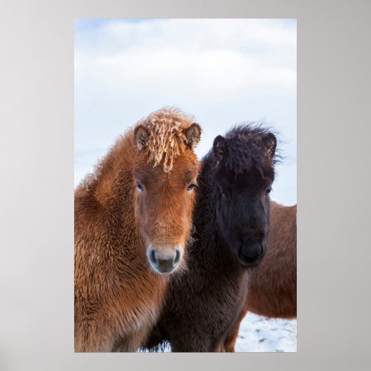 IJslandse paarden tijdens de winter op IJsland 2 Poster (Voorkant)