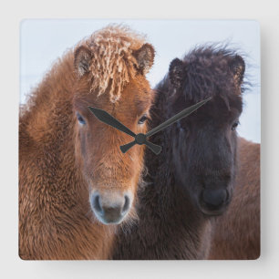 IJslandse paarden tijdens de winter op IJsland 2 Vierkante Klok