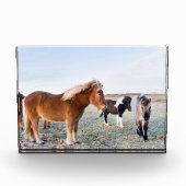 IJslandse paarden tijdens de winter op IJsland Fotoblokken (Voorkant)