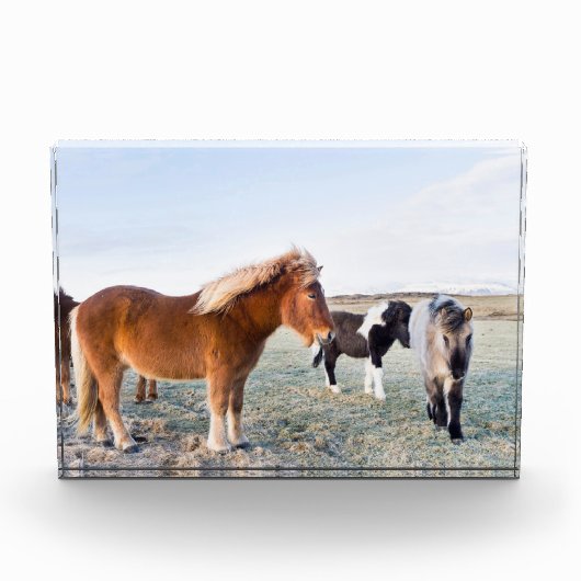 IJslandse paarden tijdens de winter op IJsland Fotoblokken (Voorkant)