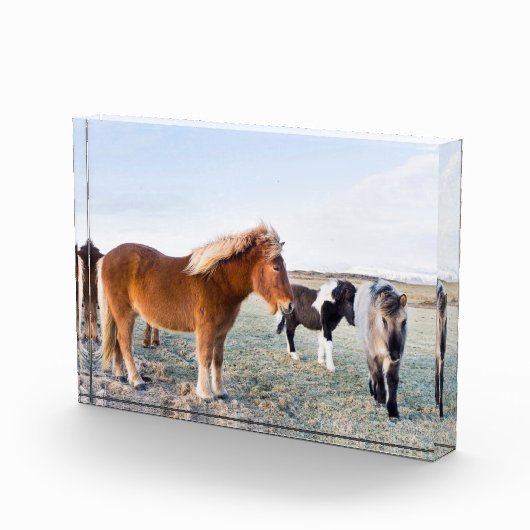 IJslandse paarden tijdens de winter op IJsland Fotoblokken (Rechts)