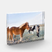 IJslandse paarden tijdens de winter op IJsland Fotoblokken (Links)