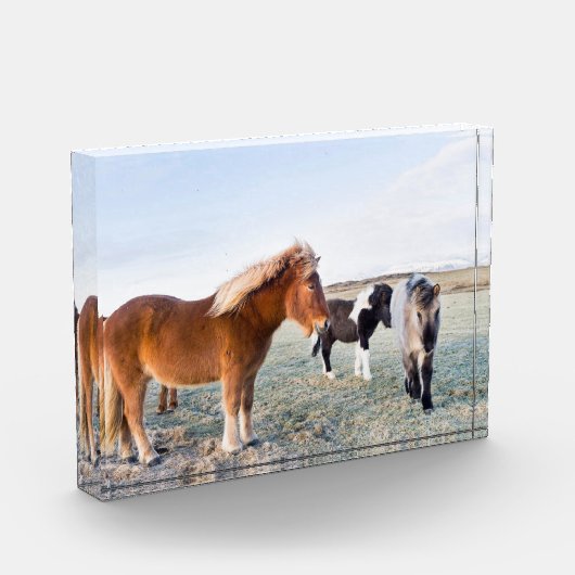 IJslandse paarden tijdens de winter op IJsland Fotoblokken (Links)