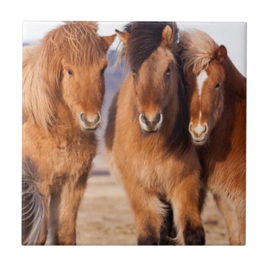 IJslandse paarden tijdens de winter Tegeltje (Voorkant)