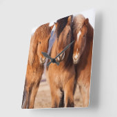 IJslandse paarden tijdens de winter Vierkante Klok (Hoek)