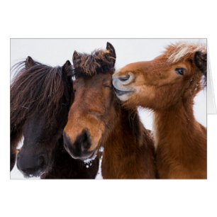IJslandse paarden vrienden, IJsland