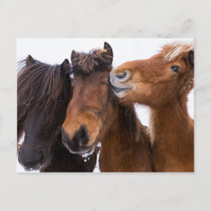 IJslandse paarden vrienden, IJsland Briefkaart
