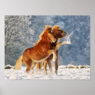 IJslandse paardenfokkerij op sneeuwfoto Poster