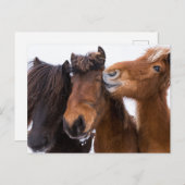 IJslandse paardenvrienden Briefkaart (Voorkant / Achterkant)