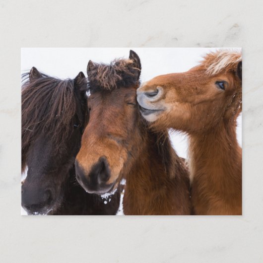 IJslandse paardenvrienden Briefkaart (Voorkant)