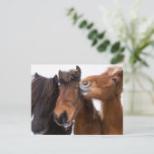IJslandse paardenvrienden Briefkaart (Staand voorkant)