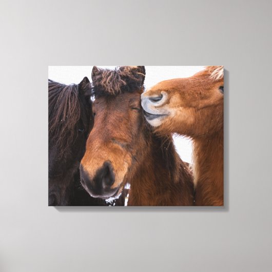 IJslandse paardenvrienden Canvas Afdruk (Voorkant)