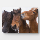 IJslandse paardenvrienden Fotoplaat (voorkant)