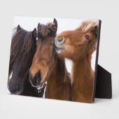 IJslandse paardenvrienden Fotoplaat (Zijkant)