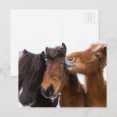 IJslandse paardenvrienden, IJsland Briefkaart (Voorkant / Achterkant)