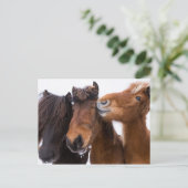 IJslandse paardenvrienden, IJsland Briefkaart (Staand voorkant)
