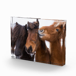 IJslandse Paardenvrienden, IJsland Fotoblokken