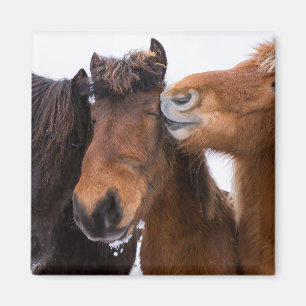 IJslandse Paardenvrienden, IJsland Magneet