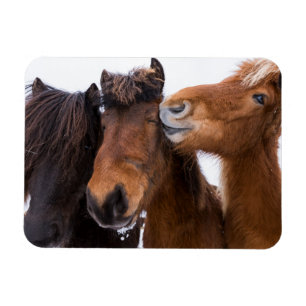 IJslandse Paardenvrienden, IJsland Magneet