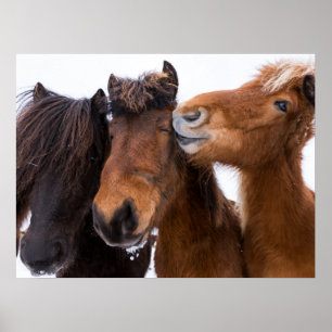 IJslandse Paardenvrienden, IJsland Poster