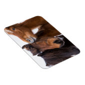 IJslandse paardenvrienden Magneet (Rechterzijde)