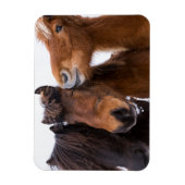 IJslandse paardenvrienden Magneet (Verticaal)