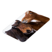 IJslandse paardenvrienden Magneet (Linkerzijde)