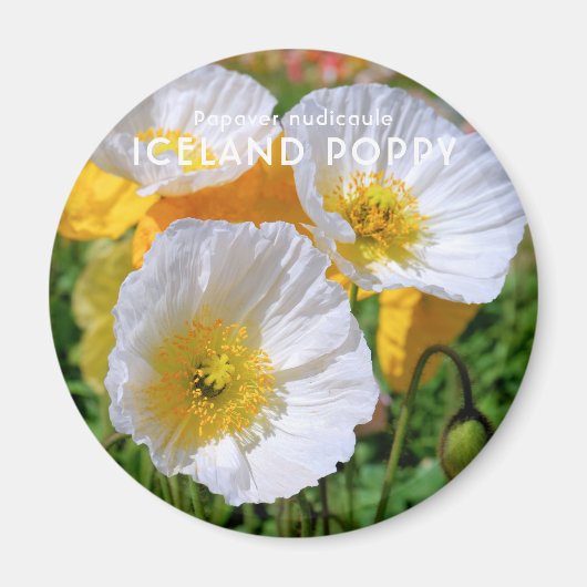 IJslandse papaver Magneet (Voorkant)