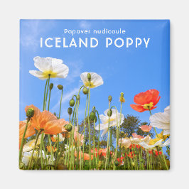 IJslandse papaver Magneet
