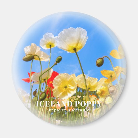 IJslandse papaver Magneet (Voorkant)