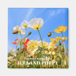 IJslandse papaver Magneet