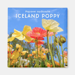 IJslandse papaver Magneet