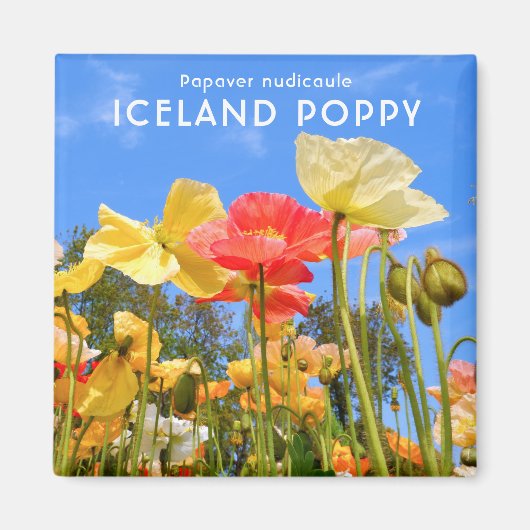 IJslandse papaver Magneet (Voorkant)