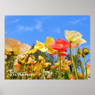 IJslandse papaver Poster