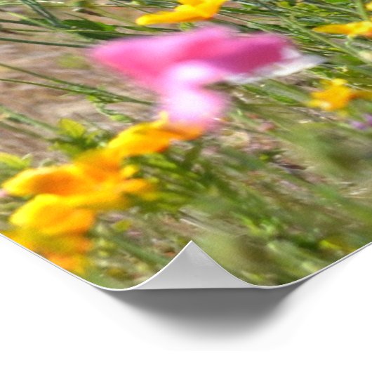 IJslandse papaver Poster (Hoek)