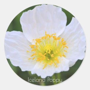 IJslandse papie [Rondzegel] ラ ン ド ー ウ ル シ Ronde Sticker