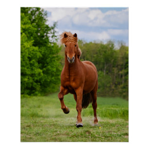 IJslandse Pony bij een Tölt Funny Photo Horse Love Poster