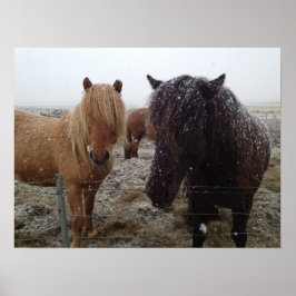 IJslandse pony's, IJslandse paarden in het sneeuwp Poster