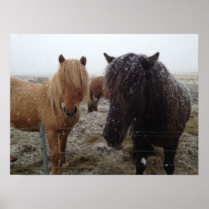 IJslandse pony's, IJslandse paarden in het sneeuwp Poster