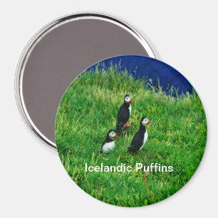 IJslandse Puffins in de zomer Magneet