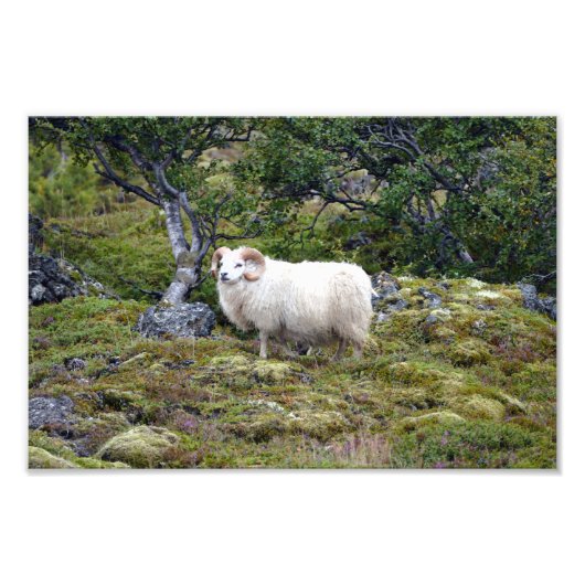 IJslandse Ram Art Foto Afdruk (Voorkant)
