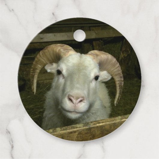 IJslandse schapen - Bedankjes Labels (Voorkant)
