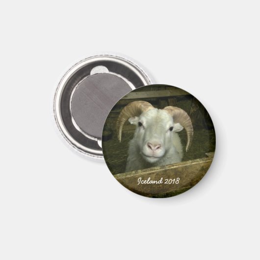 IJslandse schapen Magneet (Voorkant / Achterkant)